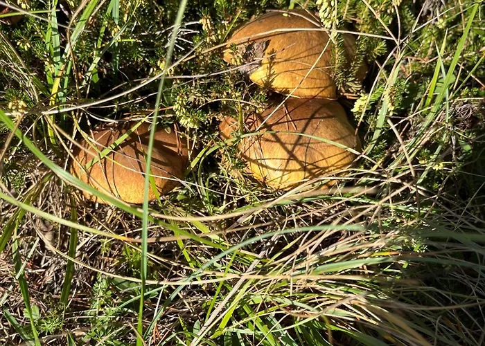 Meilerhof 3* ライト・バイ・ゼーフェルト