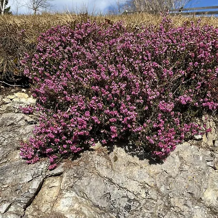 마일러호프 게스트하우스