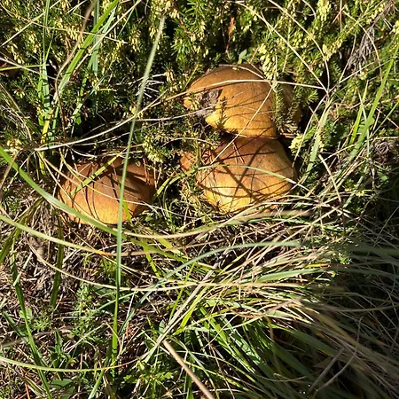 Meilerhof 3* Reith bei Seefeld